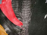 Click here to view larger image